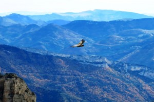 danse avec les vautours